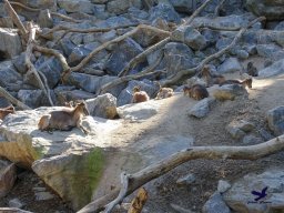 Tiergarten Schönbrunn am 03.10.2025